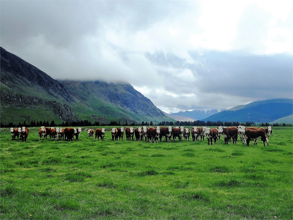 Farmland surrounding Lumsden.
