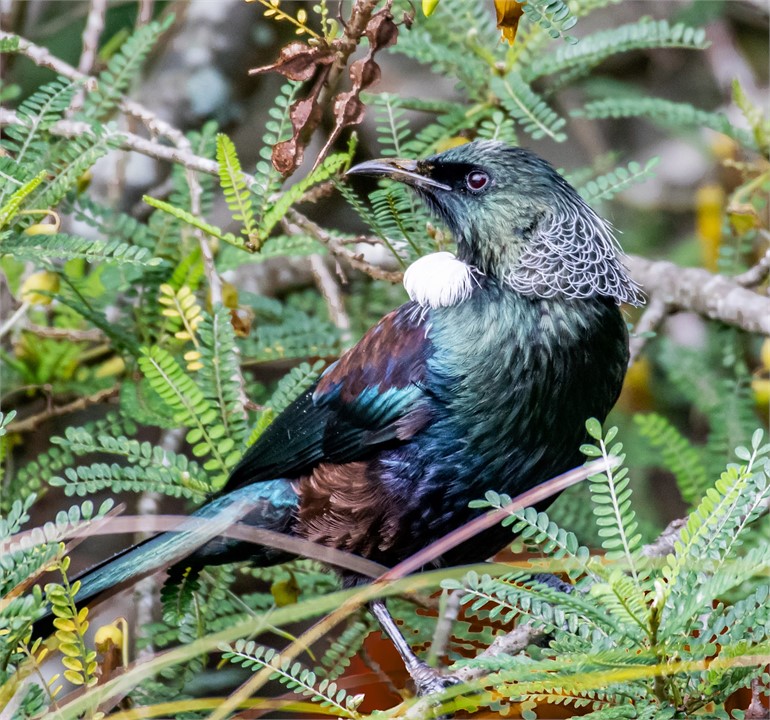 Our friendly visitors . . the beautiful Tui