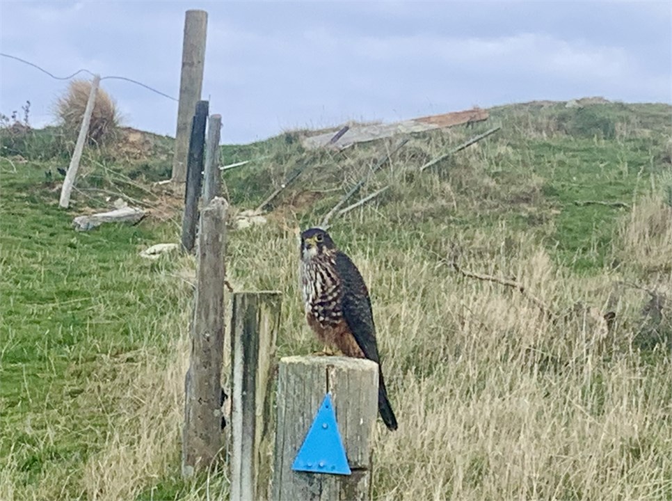 Karearea NZ Falcon spotted at the Rocky Knob