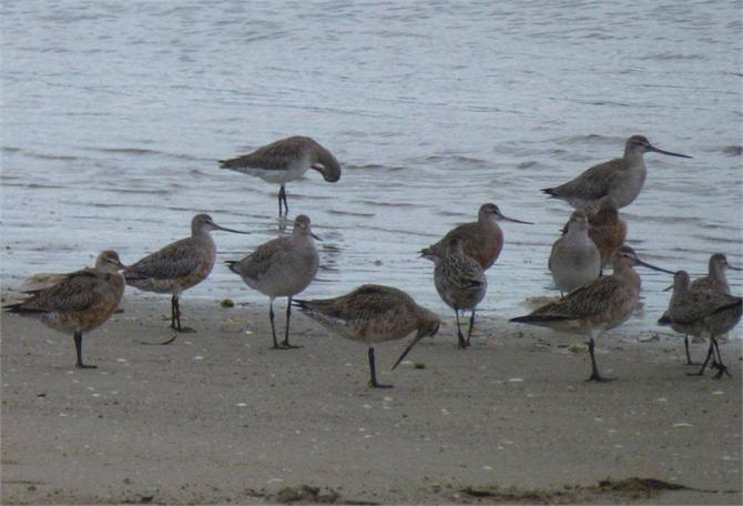 Bar-Tailed Godwits Opoutere Beach by Pauline UK
