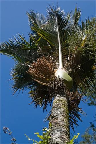 Nikau Palm over deck