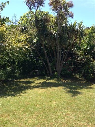 Cabbage tree corner of lawn