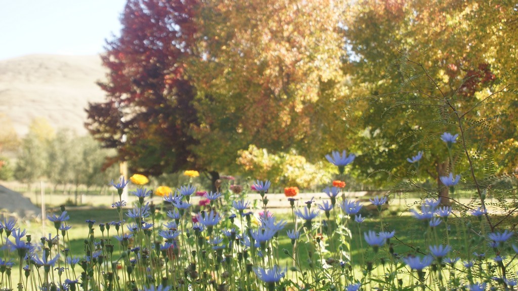 The tree-lined drive leads to