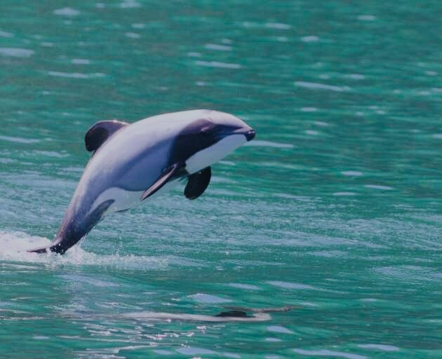 Hector’s Dolphins - Often Spotted From The House