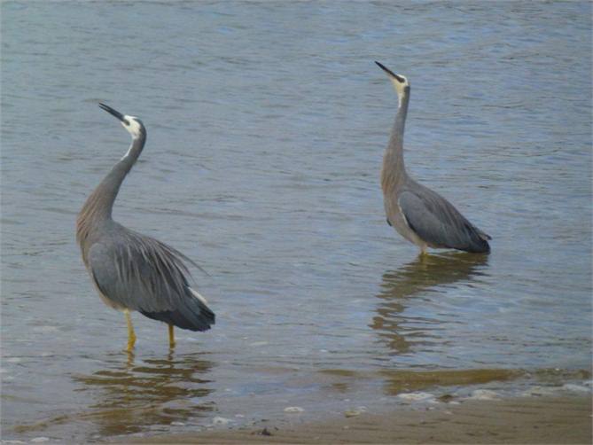 White-Faced Herons Opoutere Beach by Pauline UK