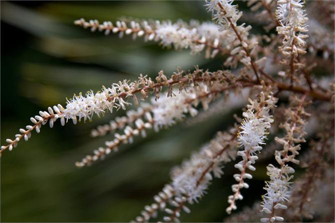 Close up of Cabbage Tree flow head - from deck