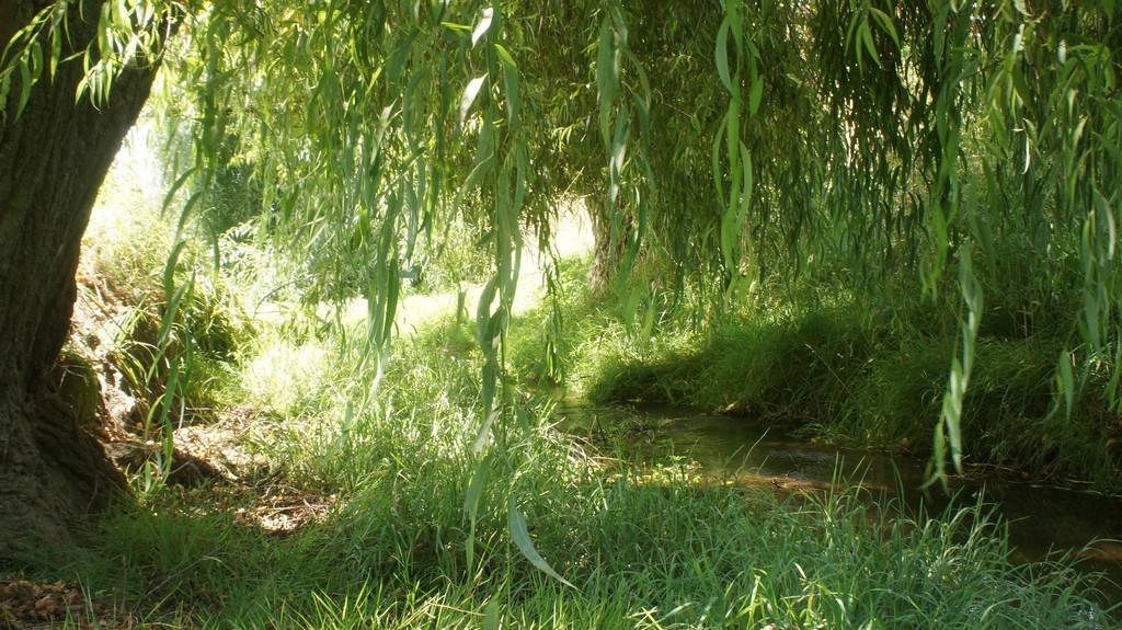 Sounds of Louisa stream wildlife and wild spaces t