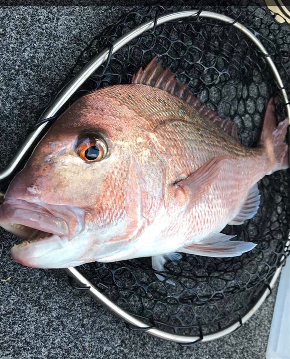Massive snapper