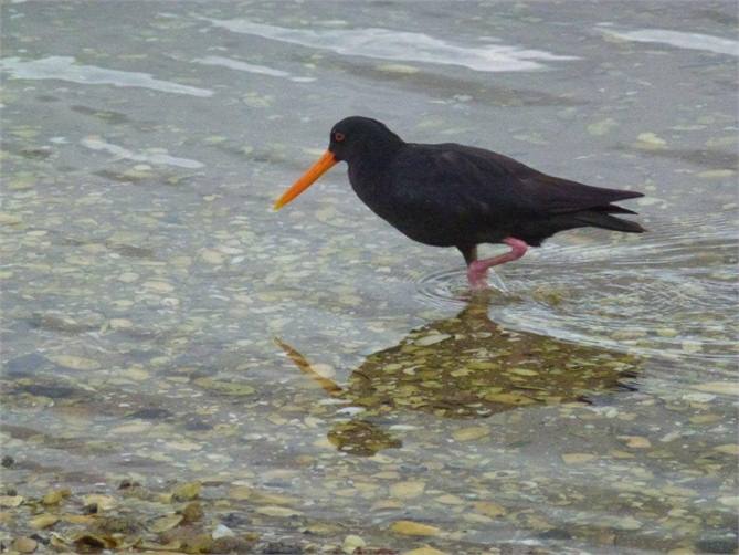 Oyster Catcher Opoutere Beach by Pauline UK