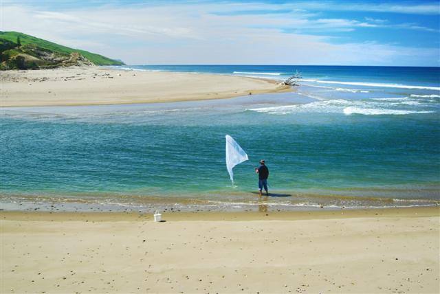 Whitebaiting when in season