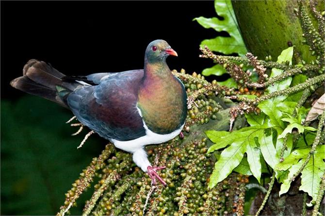 Kereru - native wood pigeon from the deck