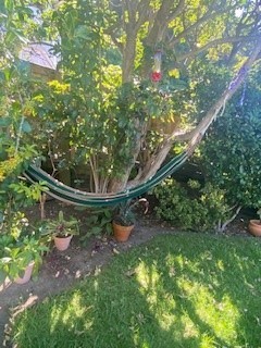 Hammock under Porere tree with Korimako feeding ab