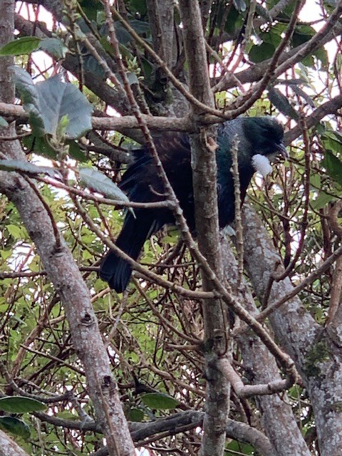 one of many tui