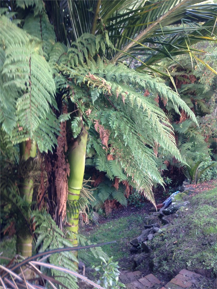 Botanical garden with Stream and native bush backd