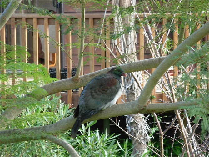 Naitive birds every where