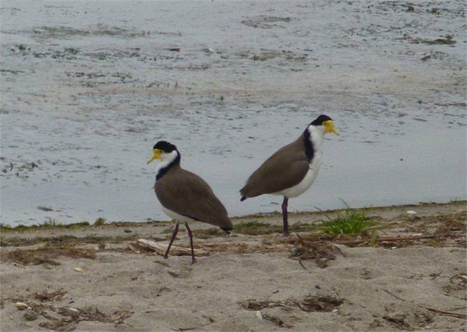 Spur-Winged Plovers Opoutere Beach