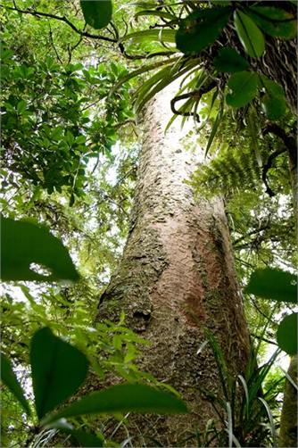 700 year old Heritage Listed Kauri on the property