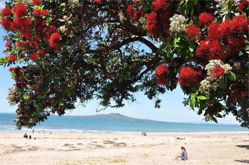 Pohutakawa in flower Christmas - Milford Beach