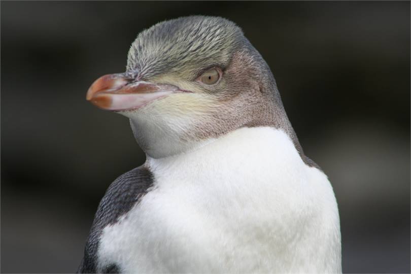 Yellow Eyed Penquin