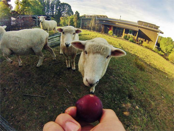 Handfeedable sheep. Paris Suite in background.