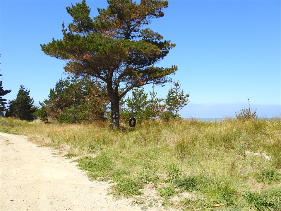 Tyre swing for the kids