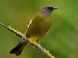 Korimako (Bell Bird)