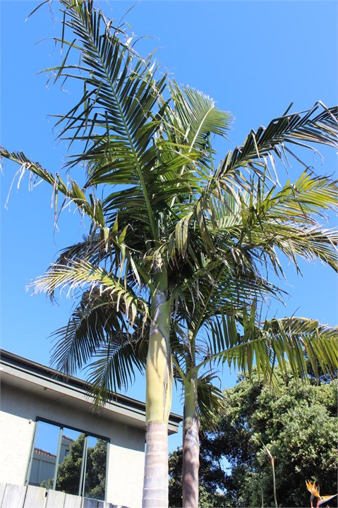 Bangalow Palms in garden