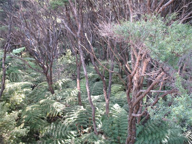 Bush Reserve View From Private Deck