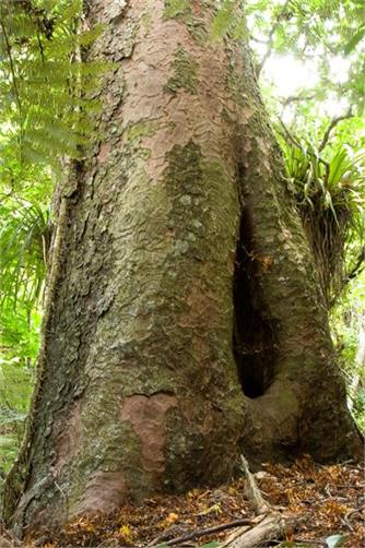 The Scar - how this magnificant Kauri survived
