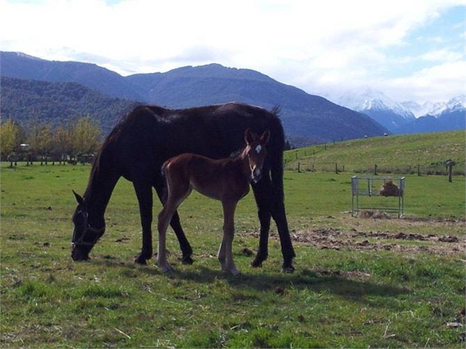 Enjoy the young animals