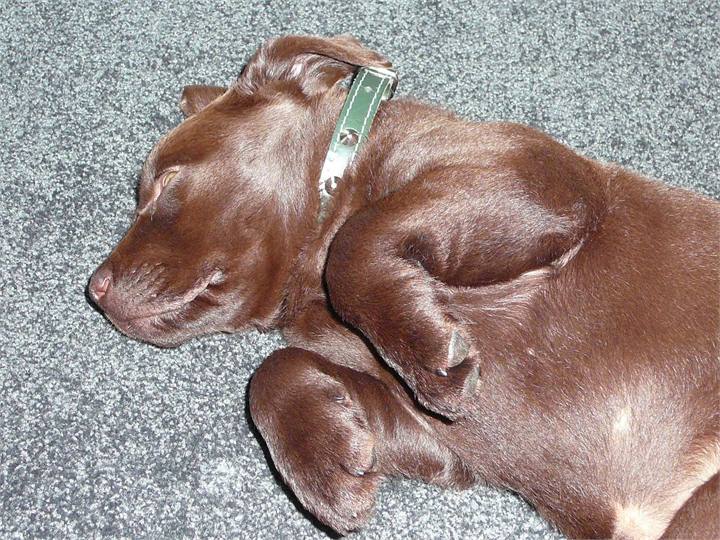 Boy a day on the beach can be tiring