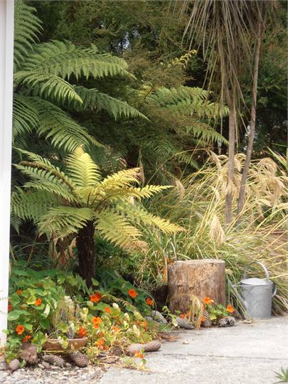 small forest along the driveway