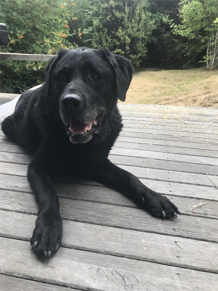'Gordy' enjoying the sunshine on the deck