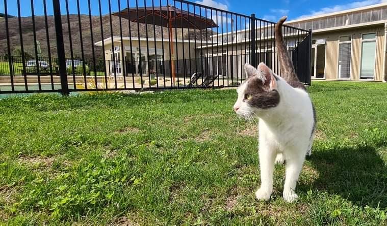 The hangar cat (located at the office in summer)