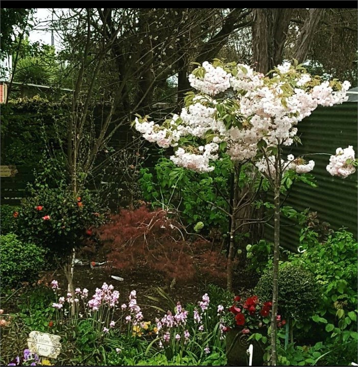 Springtime in the garden