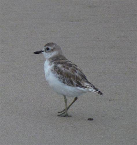 NZ Dotterel Opoutere Beach by Pauline UK