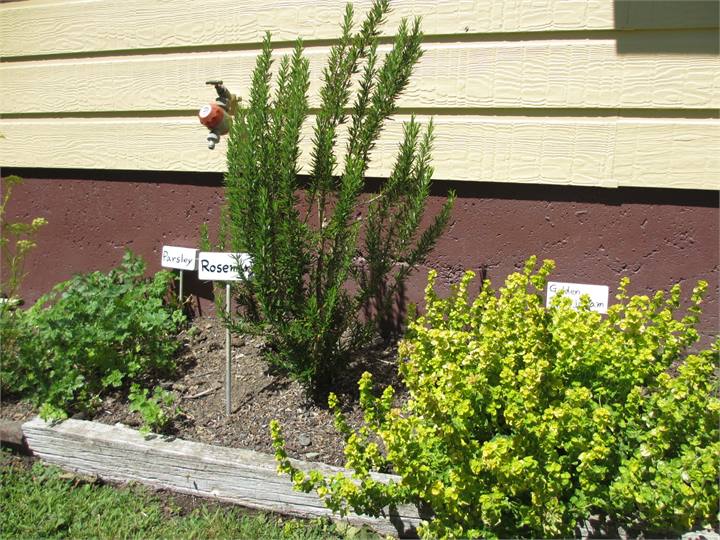 Herb Garden - you can pick and use for your meals