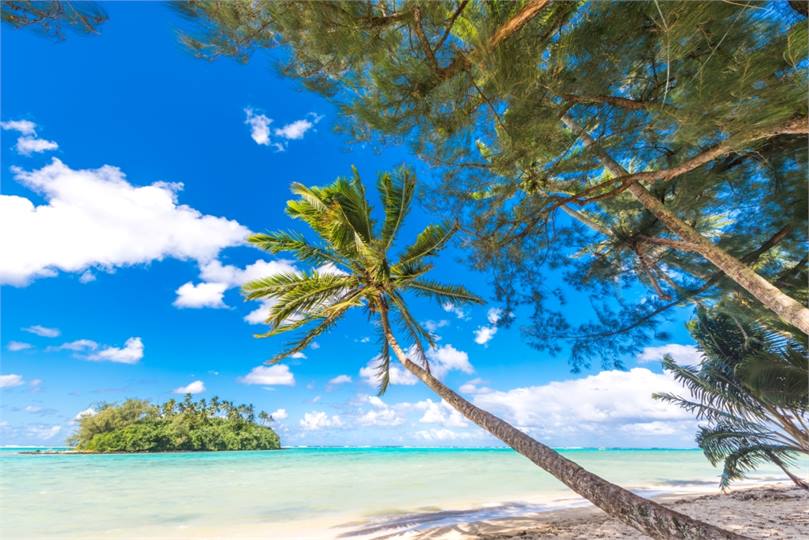 MLVilla tree at beach