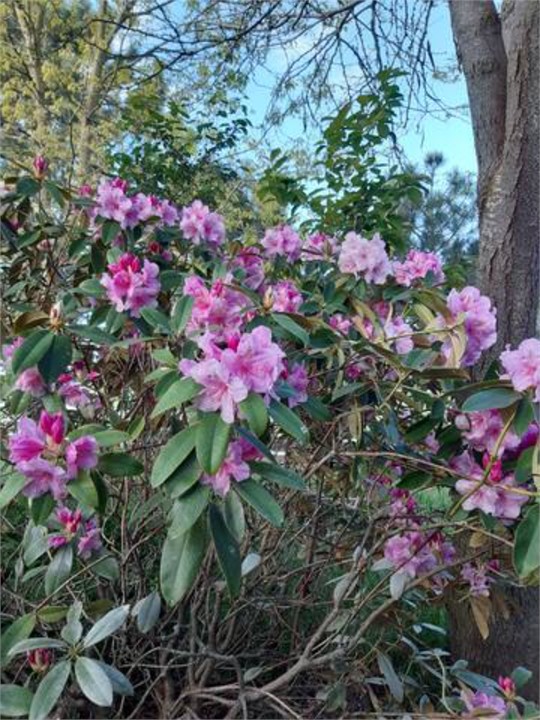 Rhododendron garden