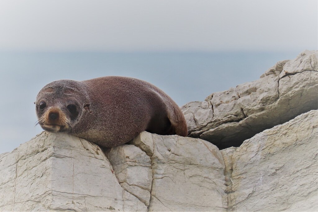 seal colony - 3 minute walk from bach