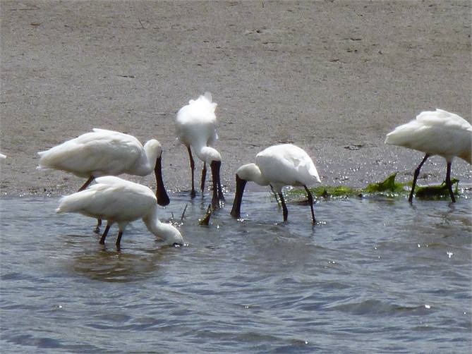Royal Spoonbills feeding across from unit