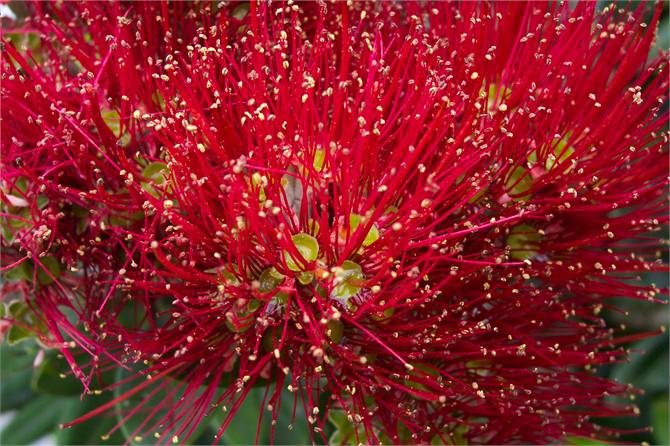 Pohutukawa flower - New Zealand's Christmas Tree