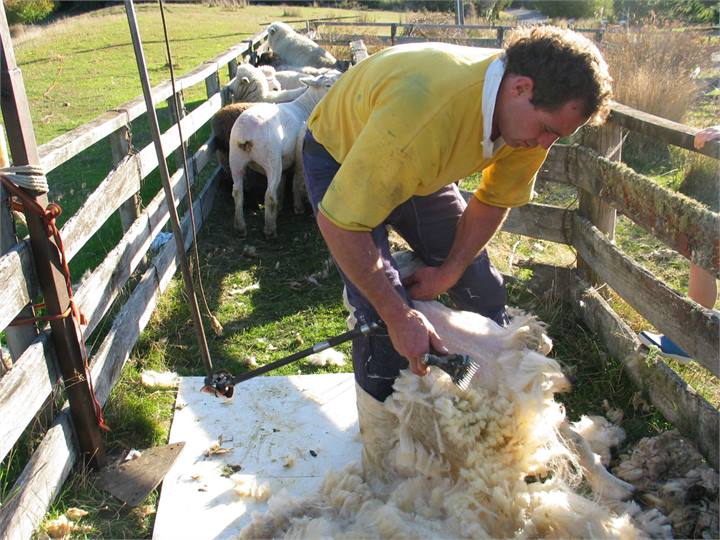 Shearing in stockyards at Corru Gate