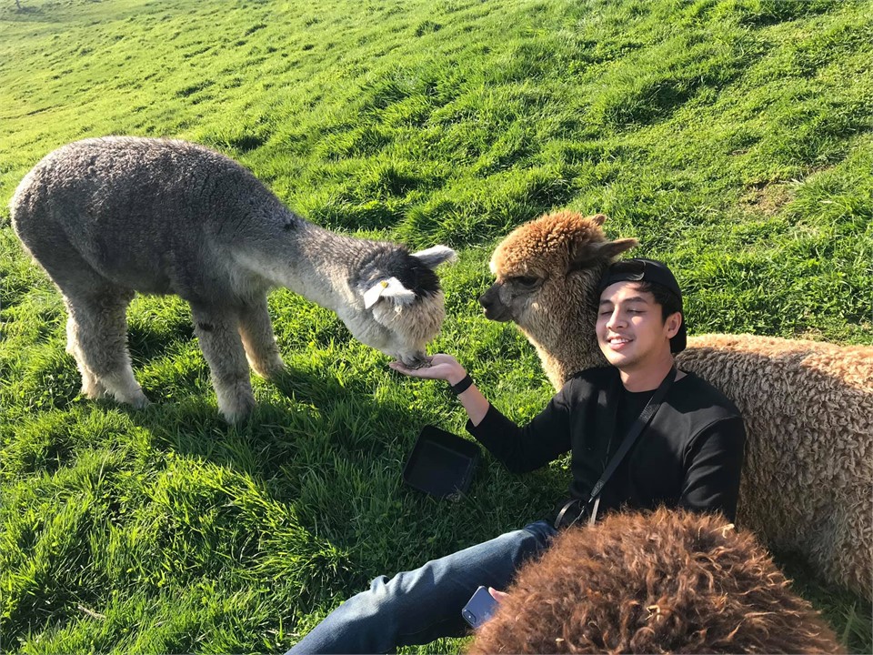 Chill out with the Alpacas