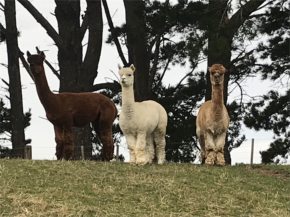 Our alpacas