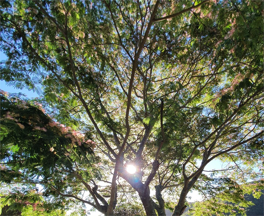 SILK TREE OVER DECK AND LAWN