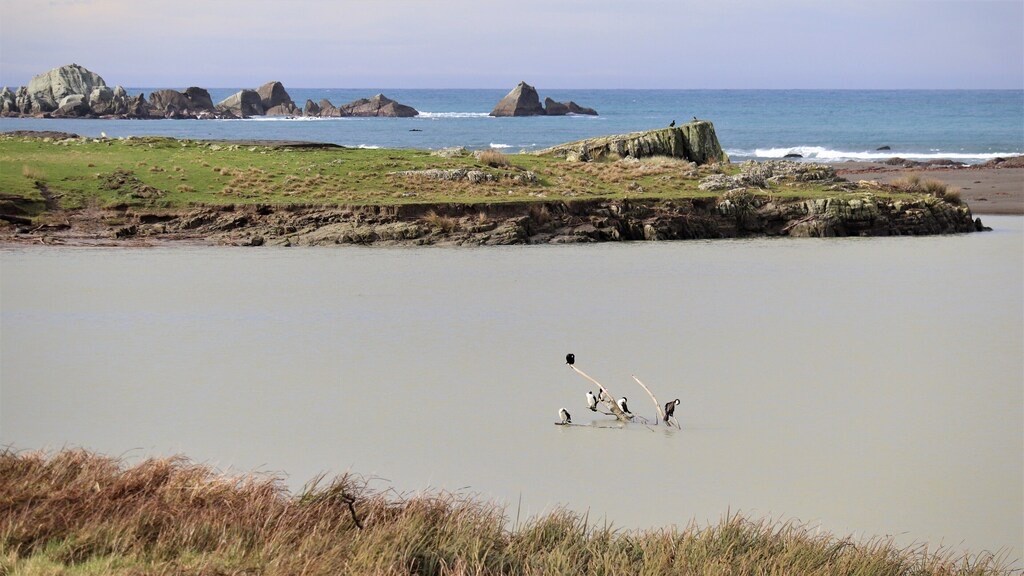 local birdlife and view