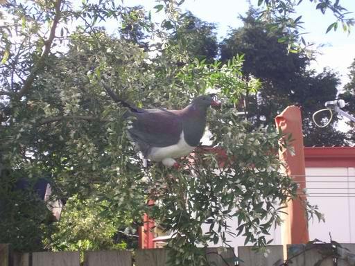 Kereru frequent our bush garden