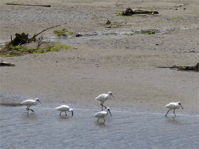 Royal Spoonbills feeding across from unit