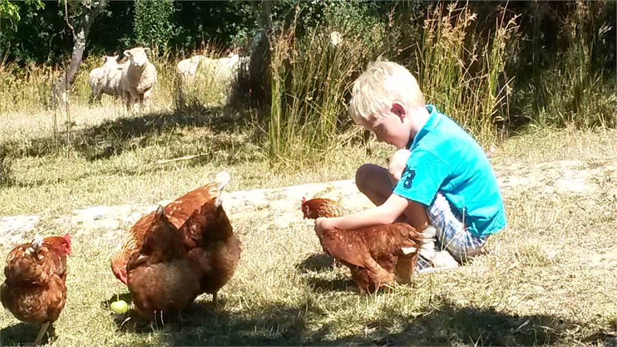 Handfeedable sheep, lovely chickens